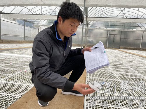 圖為苗棚管理人員查看棚內溫濕度情況。（圖片由十堰市局提供）.jpg