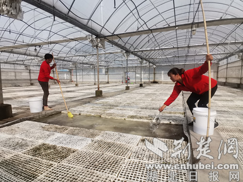 圖為苗棚管理人員進行水肥管理（圖片由十堰市局提供）.jpg