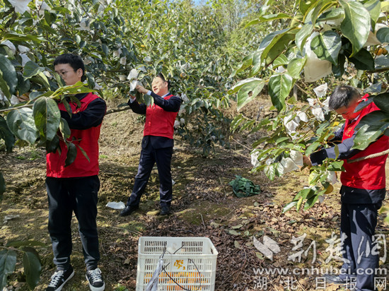 愛心助農：摘柿子  陳軼（攝）_副本.jpg