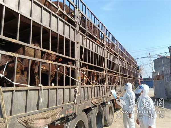40頭活牛檢疫合格后裝車啟運.jpg